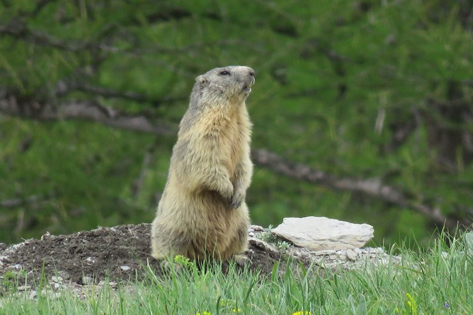 Marmotta in Alta Valle di Susa - Maria Rita Brun